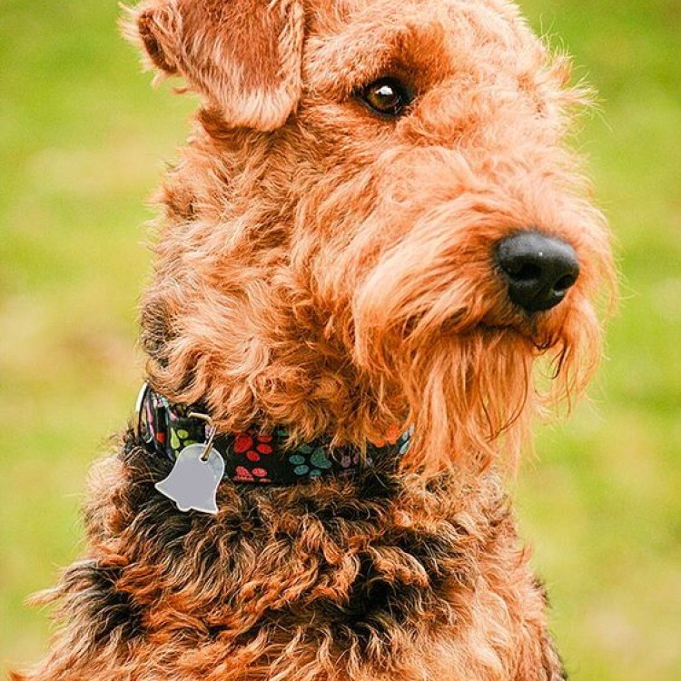 The Loyal and Versatile Airedale Terrier: A True Canine Companion