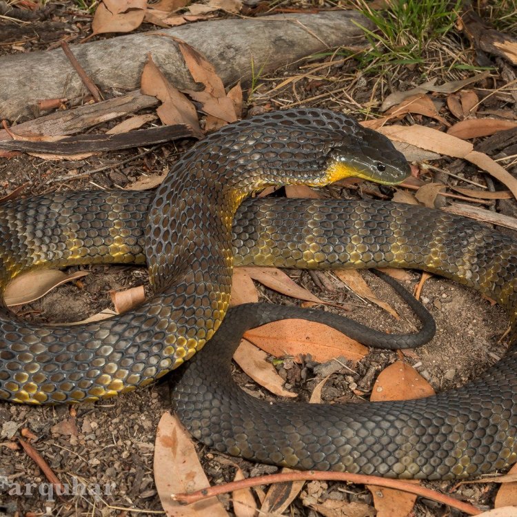 The Mighty Tiger Snake: An Iconic Reptile of Australia