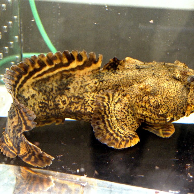 The Fascinating Oyster Toadfish: An Underappreciated Creature of the Atlantic