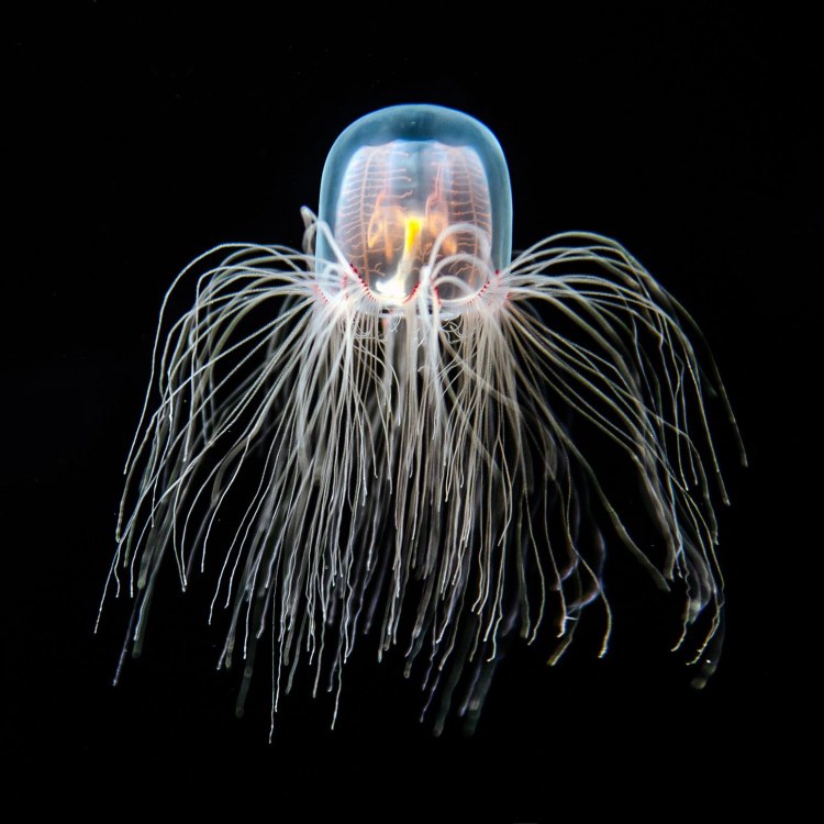 The Incredible Immortal Jellyfish: A Fascinating Creature of the Oceans