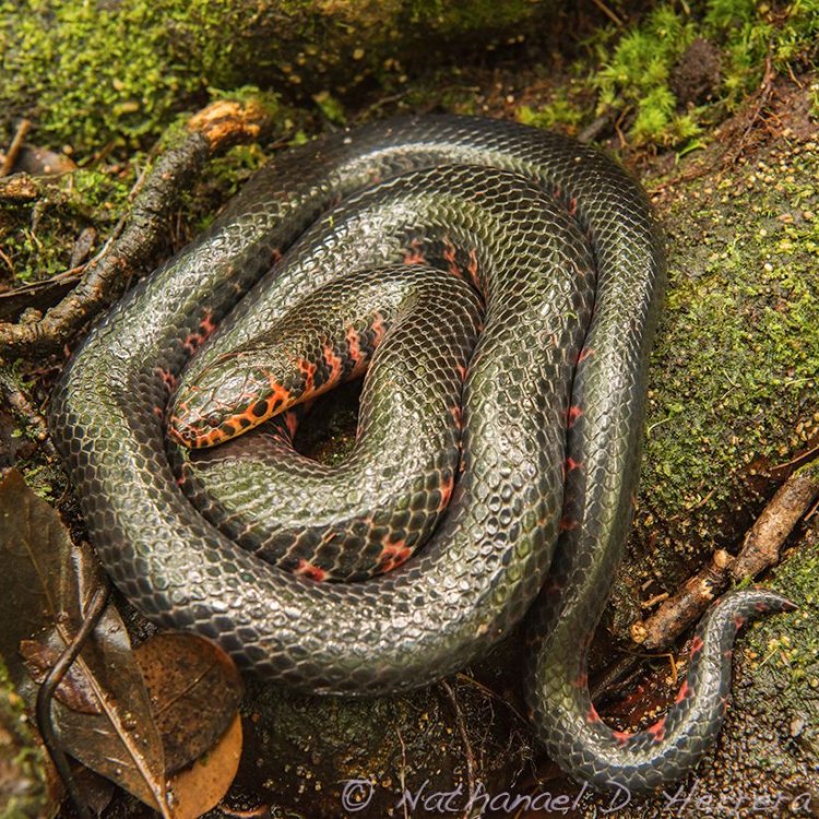 Exploring the Unique Features of the Enigmatic Mud Snake