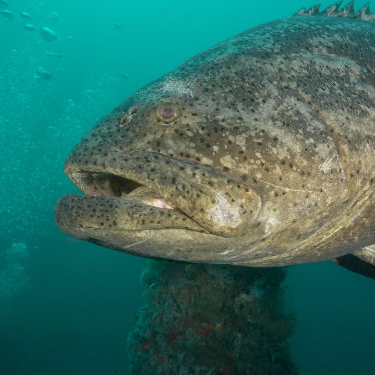 The Fascinating World of Groupers