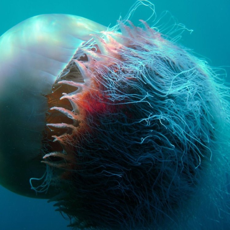 The Magnificent Lion's Mane Jellyfish: Exploring the Wonders of the Ocean
