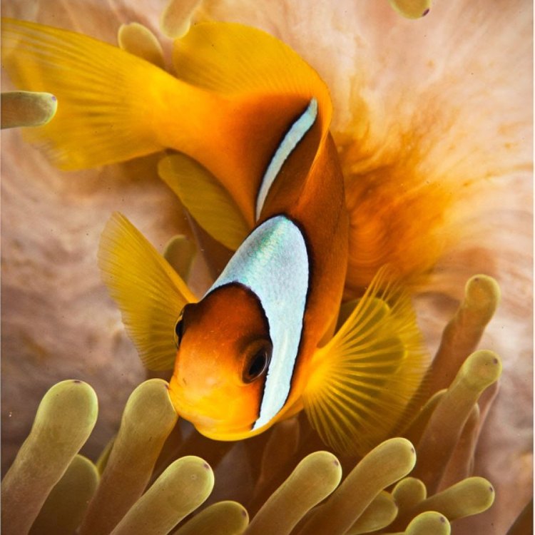 The Mysterious Oilfish: An Elusive Creature of the Deep Sea