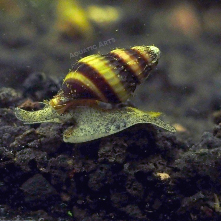 The Mighty Assassin Snail: A Master of Stealth and Survival