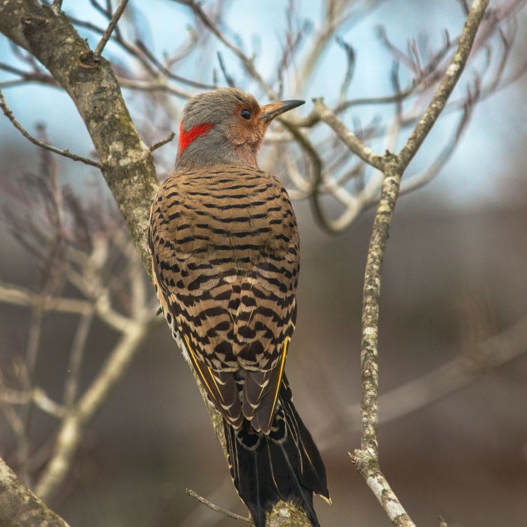 The Fascinating Northern Flicker: A Bird of Many Colors and Talents