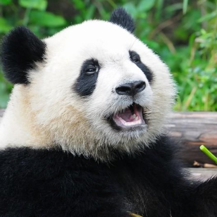 The Intriguing World of Giant Panda Bears