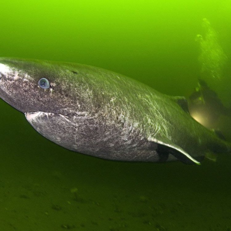 The Enigmatic Greenland Shark: A Deep-Diving Mystery of the Arctic Seas