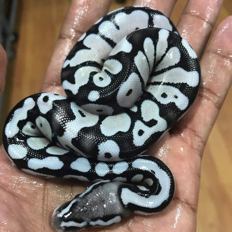 The Mysterious Desert Ghost Ball Python: A Majestic Creature of the African Deserts