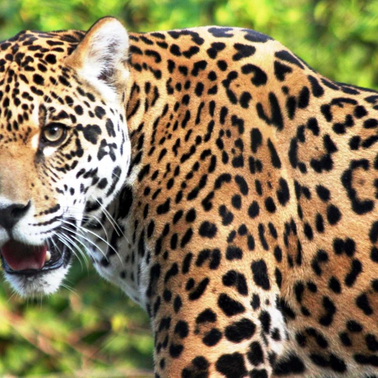 The Majestic Jaguar: Exploring the Life and Habits of Latin America's Enigmatic Predator