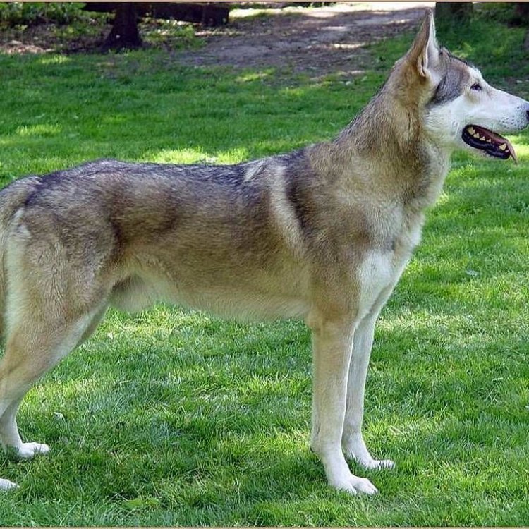 Canis lupus f. familiaris