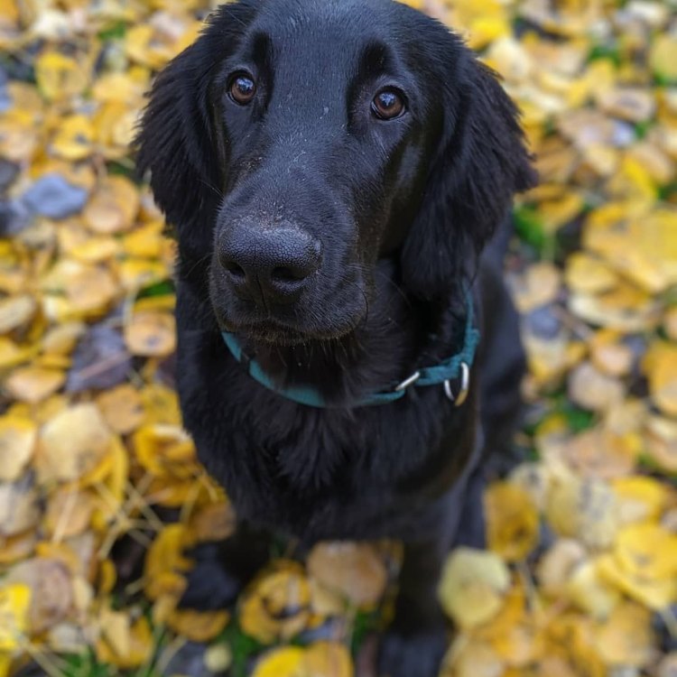 The Loyal and Energetic Flat Coated Retriever: A True Companion for Every Adventure