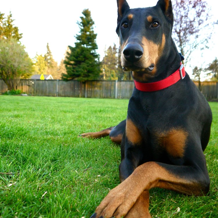 The Doberman Pinscher: A Loyal Companion with a Fascinating History