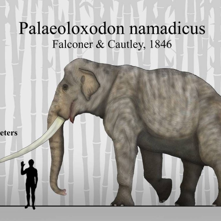 The Giant of Ancient Asia: Palaeoloxodon Namadicus and Its Epic Journey