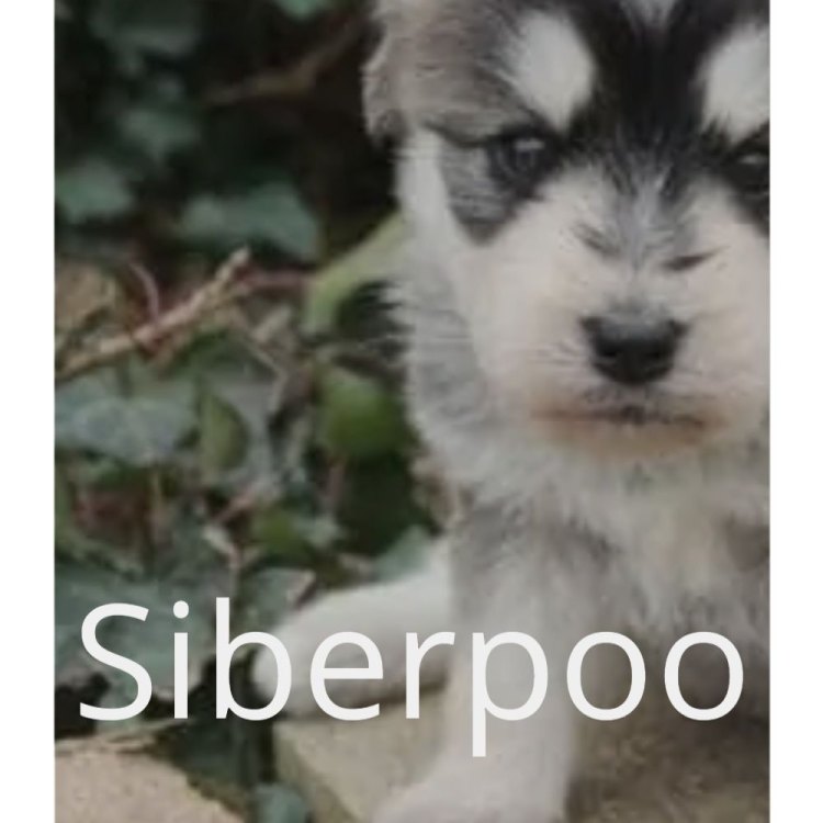 Meet the Siberpoo: The Perfect Combination of Wolf and Poodle