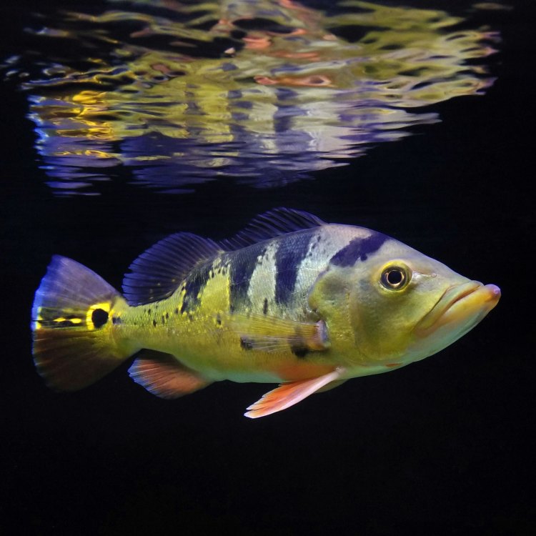 The Magnificent Peacock Bass: A Vibrant and Powerful Amazonian Predator