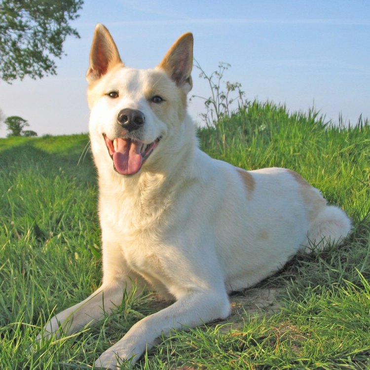 The Wild Beauty of the Canaan Dog
