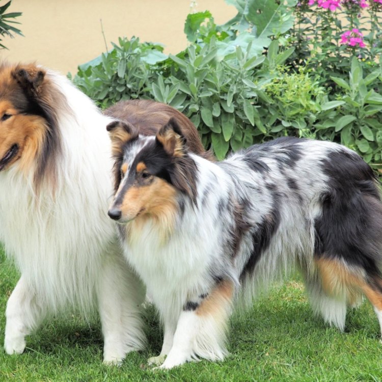 The Versatile Scotch Collie: From Scottish Fields to Urban Homes