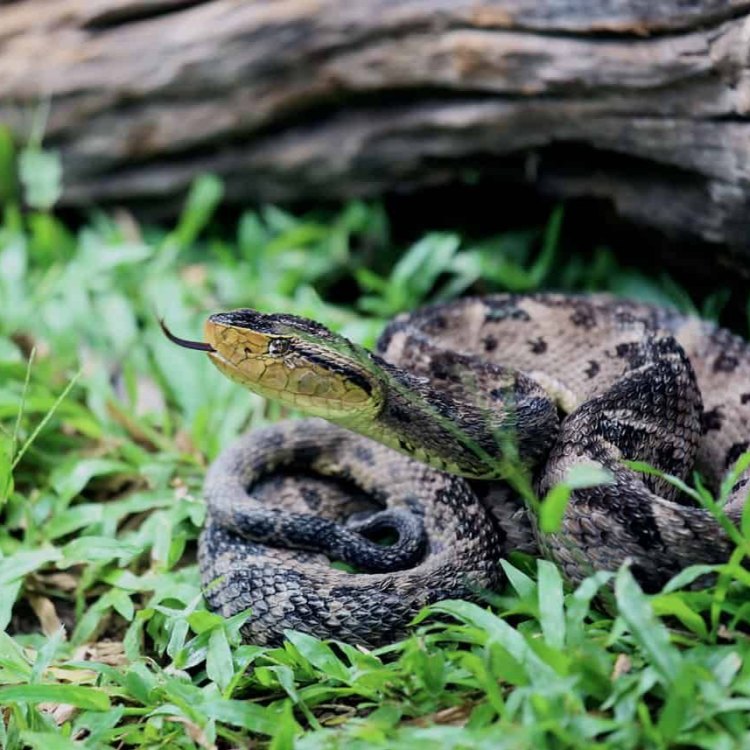 The Fer De Lance Snake: Deadly Predator of the Rainforests