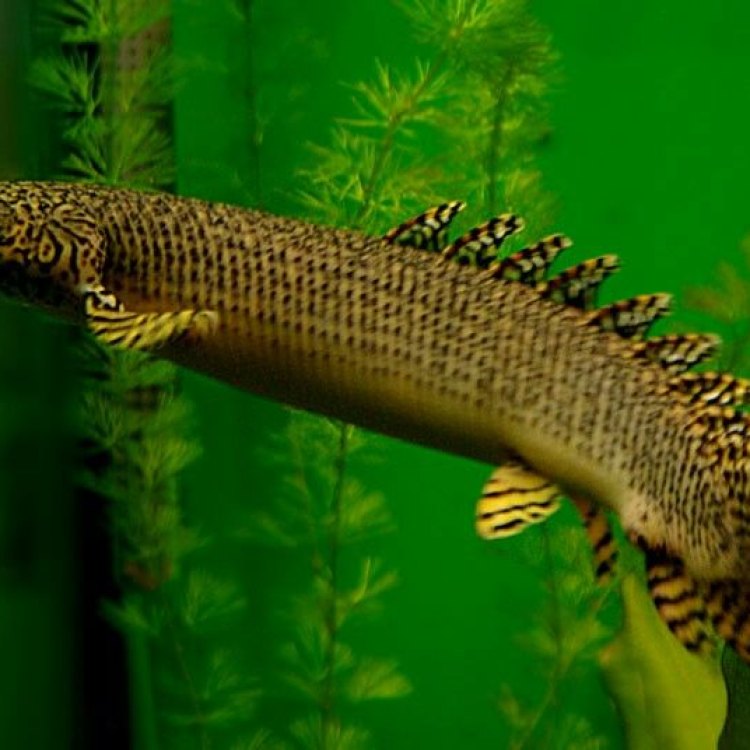 The Fascinating World of Bichirs: A Unique Freshwater Predator