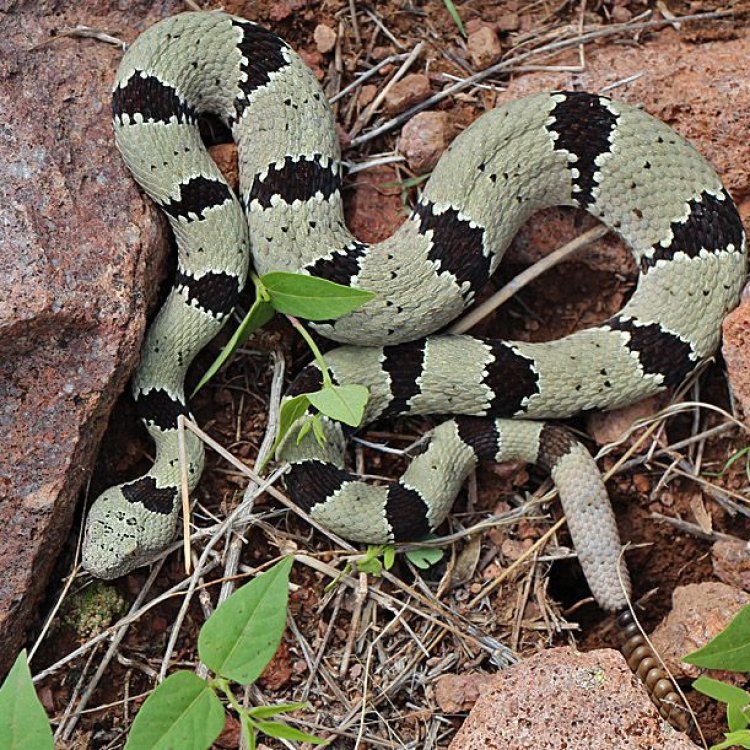 Rim Rock Crowned Snake: A Hidden Gem from South Florida