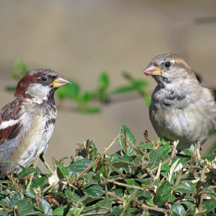 The Endearing House Sparrow: A Common Sight in Urban and Rural Areas