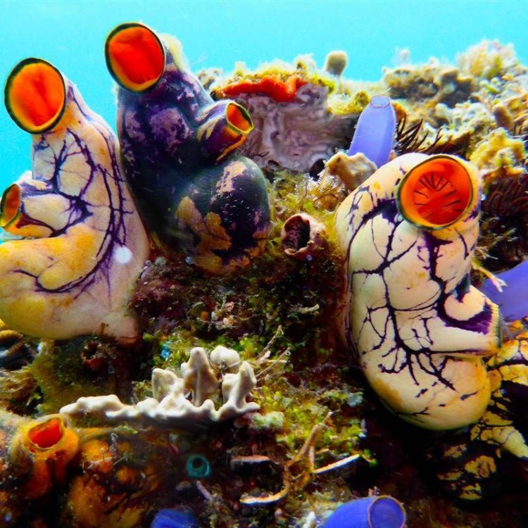 The Fascinating Creature of the Ocean: Sea Squirt