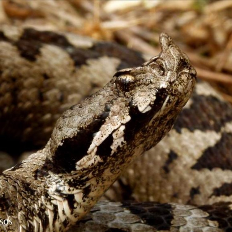 The Enigmatic Nose Horned Viper: A Marvel of Evolution