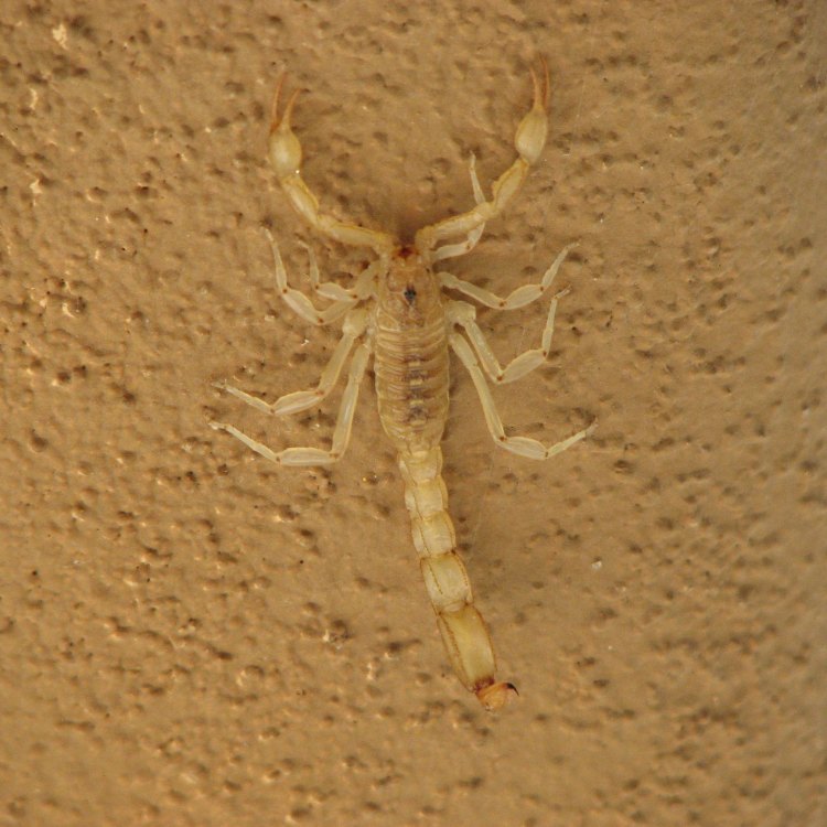 The Mighty Arizona Bark Scorpion: A Unique and Deadly Arachnid