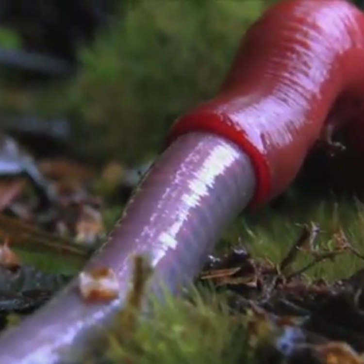 The Mysterious Kinabalu Giant Red Leech: Exploring the World's Largest Annelid