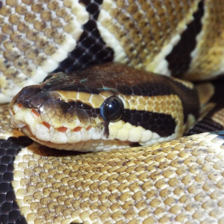 The Enigmatic Bredl’s Python: A Master of Adaptation