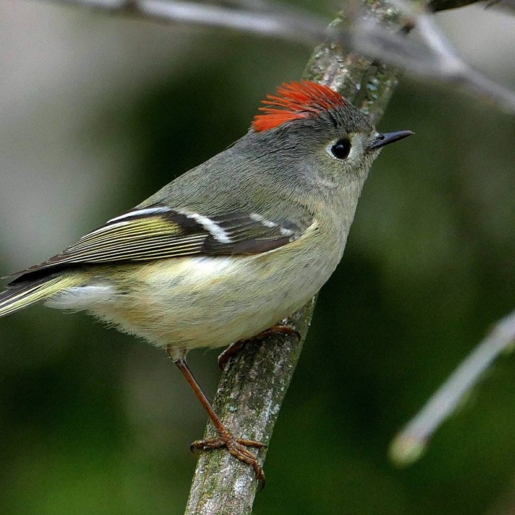 Ruby Crowned Kinglet: The Tiny Bird with a Big Personality and Stunning Crown