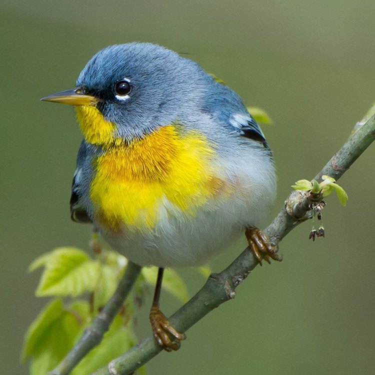 The Tiny but Mighty Northern Parula: A Hidden Gem of North America