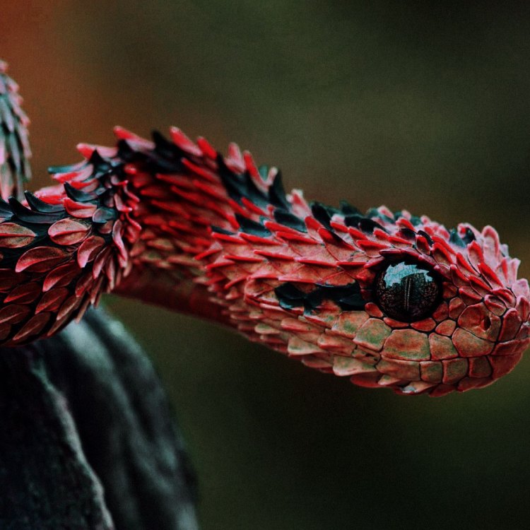 The Magnificent Bush Viper: A Deadly Beauty of the African Rainforests