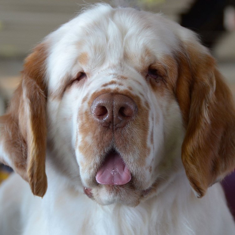 The Endearing and Elegant Clumber Spaniel: A True Gentleman of the Canine World