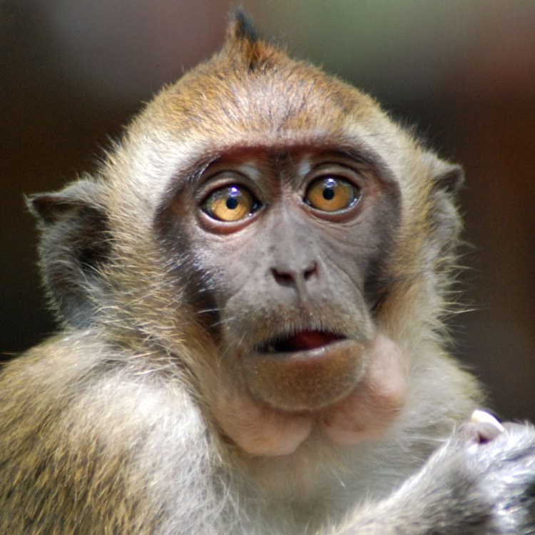 The Fascinating World of the Crab Eating Macaque