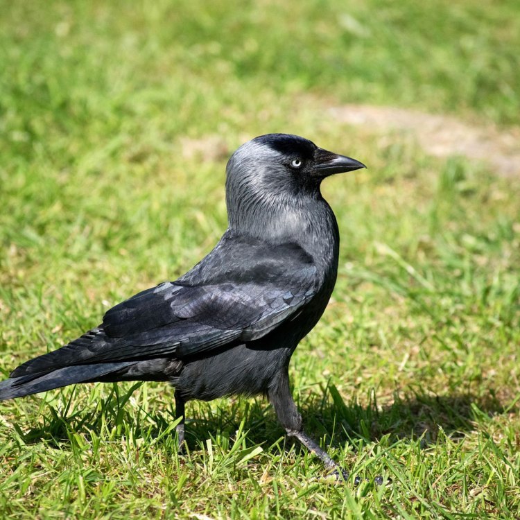 The Jackdaw: A Creative and Clever Corvid