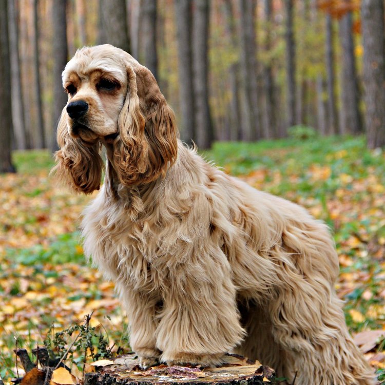 The Lovable American Cocker Spaniel: A Perfect Blend of Beauty and Intelligence