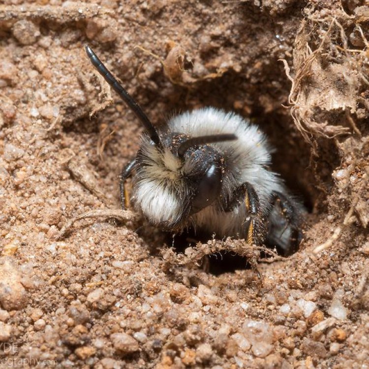 The Fascinating World of the Ashy Mining Bee