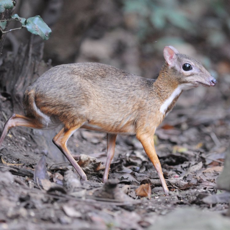 Meet the Fascinating Mouse Deer: A Unique and Enchanting Creature