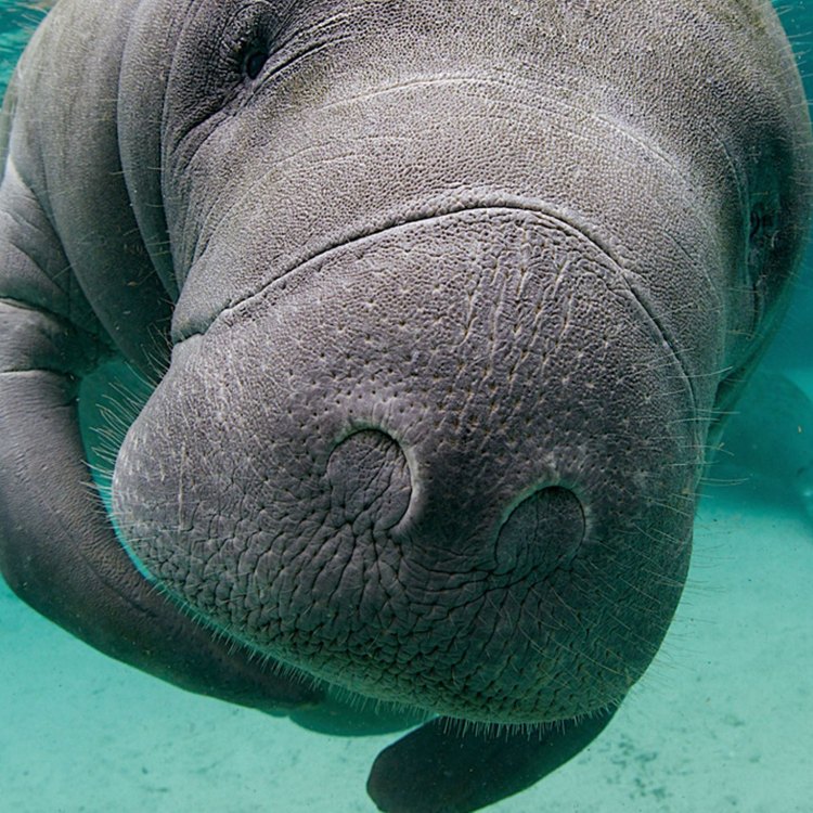 The Mighty Manatee: A Gentle Giant of the Aquatic World