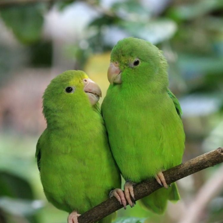 The Fascinating World of Parrotlets