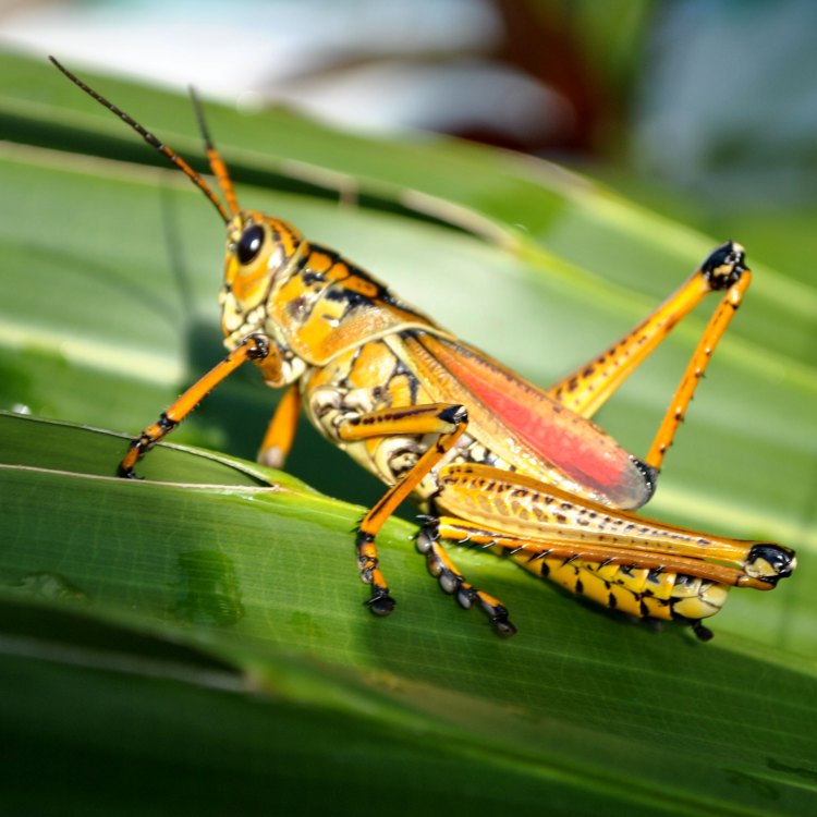 The Jumping Marvel: A Closer Look at the Grasshopper
