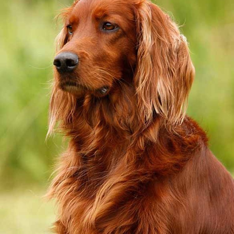 The Graceful and Loyal Irish Setter: A True Companion for Life