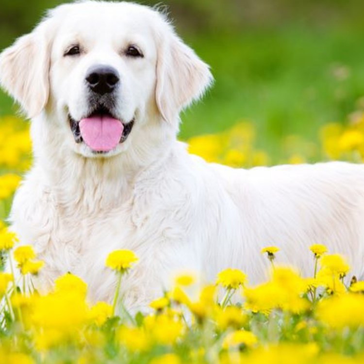 The Loyal and Lovable Golden Retriever: A Guide to Man's Best Friend