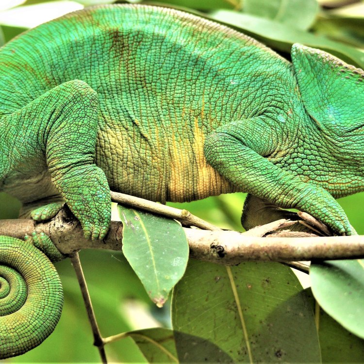 The Fascinating World of Chameleons