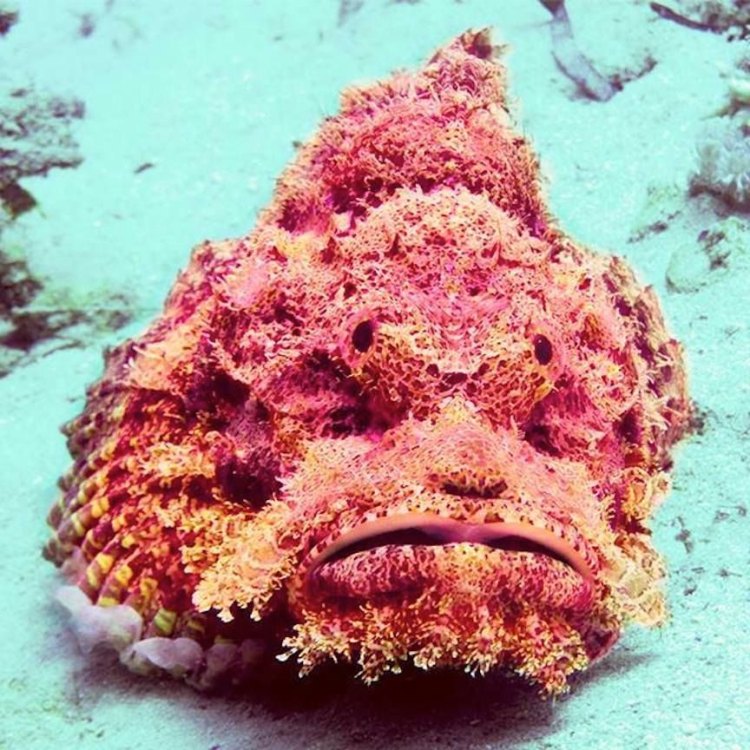 The Deadly Stonefish: Masters of Disguise in the Depths of the Sea