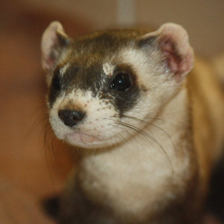 The Elusive Black Footed Ferret: A Master of Survival in the Great Plains
