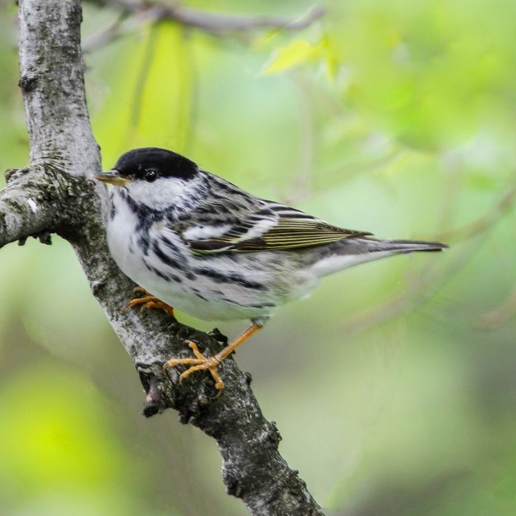 The Vibrant and Resilient Blackpoll Warbler: A Master of Survival in the Boreal Forest