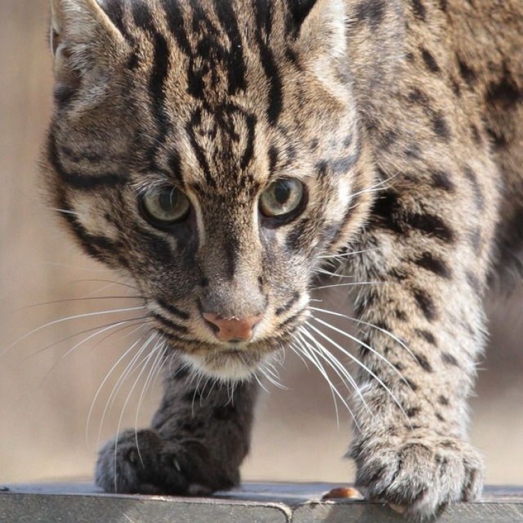 The Fascinating Fishing Cat: A Master of the Wetlands